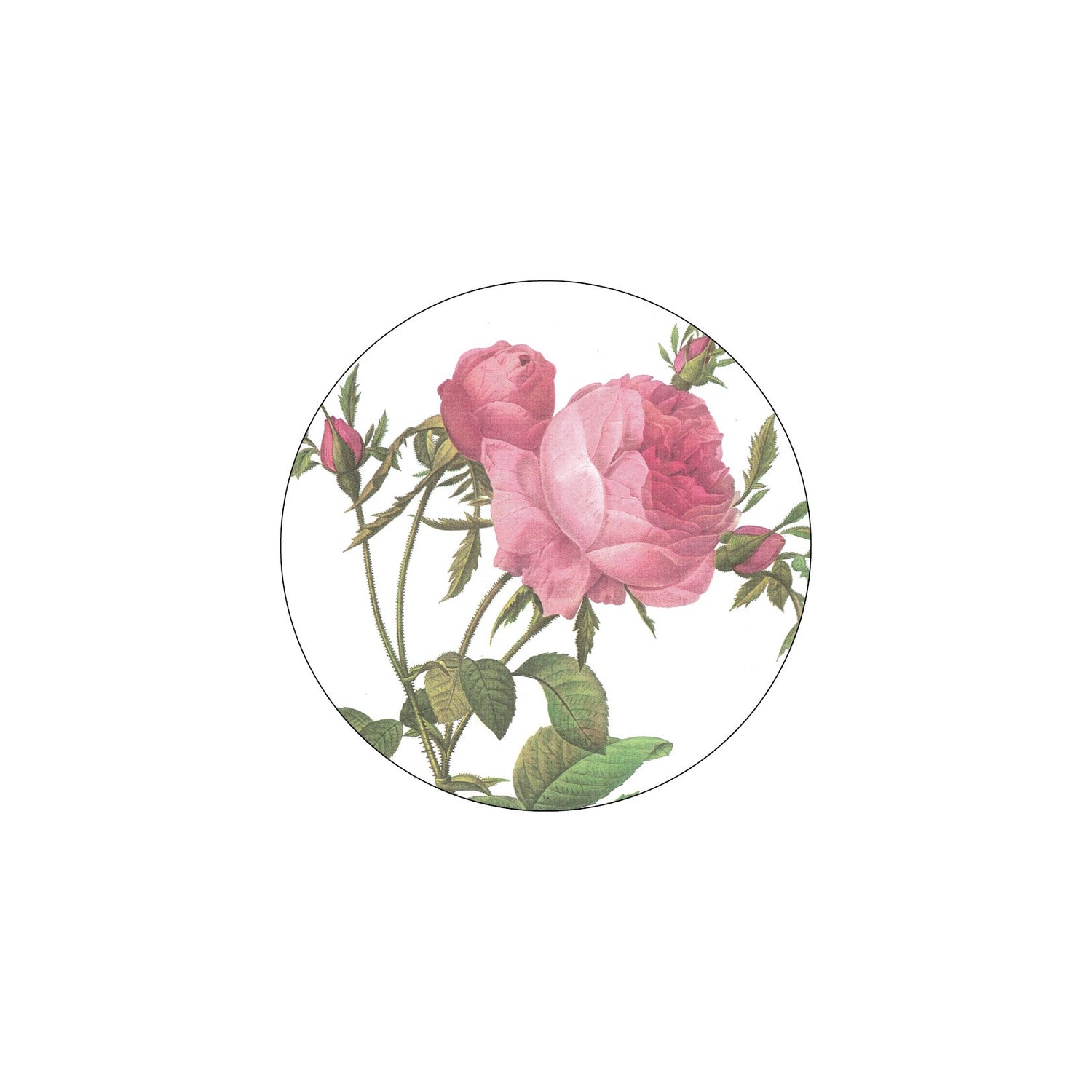 Redoute Roses